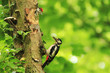Great Spotted Woodpecker (Dendrocopos major) Great Spotted Woodpecker (Dendrocopos major)