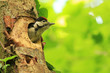 Great Spotted Woodpecker (Dendrocopos major) Great Spotted Woodpecker (Dendrocopos major)