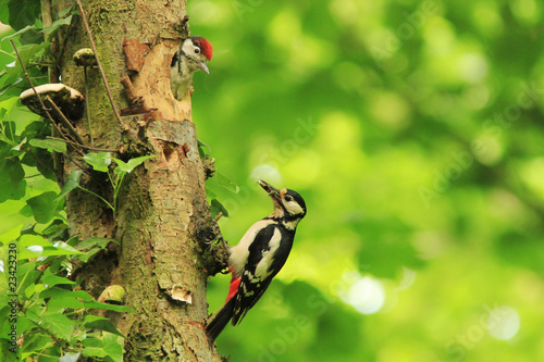 Photo: Great Spotted Woodpecker (Dendrocopos major) Great Spotted Woodpecker (Dendrocopos major)