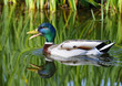canard colvert