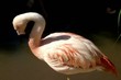 Obsessive-Compulsive Chilean Flamingo