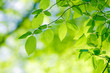 Forest detail