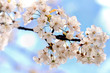cherry blossom