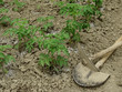 tomatoes vegetable bed
