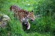 jaguar walking