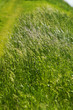 Grass