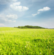 Meadow