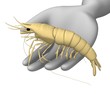 prawn