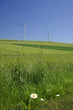 Windmills and flowers