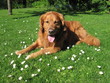 Golden Retriever im Gras