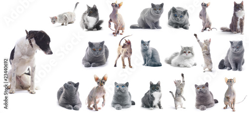 Photo: Cats Cats