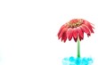 Very tired gerbera.