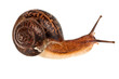 snail (edible snail)