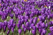 Frühlingsboten