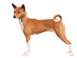 Smart red dog standing in isolation