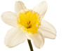White Spring Daffodil Flower Isolated on White Background White Spring Daffodil Flower Isolated on White Background