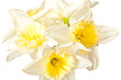 White Spring Daffodil Flower Bunch Isolated on White Background White Spring Daffodil Flower Bunch Isolated on White Background