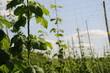 hopfen pflanze