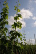 hopfen staude
