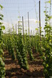 hopfen stauden