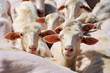 Schaf - sheep 32