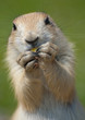 prairie dog eating