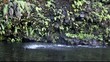 Small waterfall in Tahiti
