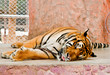 sleeping tiger sleeping tiger