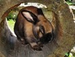 Hase
