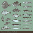 Vector set: fish, shells and seafood