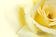 Yellow rose