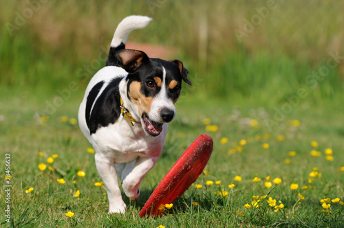 Photo: Jacky mit Frisbee Jacky mit Frisbee