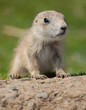 new born prairie dog