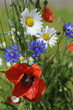 Foto: Blumen, Blumenwiese Blumen, Blumenwiese