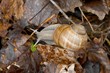 Snail