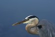 poised great blue heron