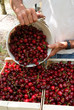 ceuillette des cerises - récolte à la main