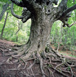 old beech tree old beech tree
