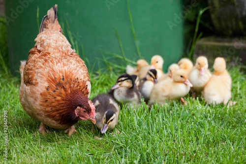 Foto: Glucke mit adoptierten Entenkücken Glucke mit adoptierten Entenkücken