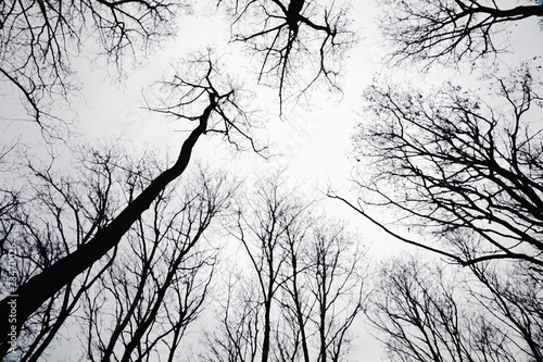 Photo: stand of leafless trees in silhoutte stand of leafless trees in silhoutte