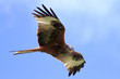 Red Kite (Milvus milvus) Red Kite (Milvus milvus)