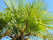 Palme
