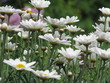Margeriten