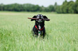 Hundesenior im Feld