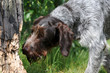 Schnüffelnder Jagdhund