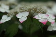 hydrangea / アジサイ (東京・旧岩崎邸) hydrangea / アジサイ (東京・旧岩崎邸)