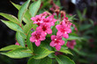 Weigelia