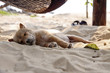 kleiner schlafender Hund