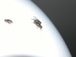Paarung der Fliegen ( flies corpulation )