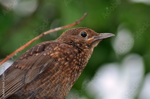 wall mural brown common garden bird nature pixersize com wall mural brown common garden bird nature pixersize com